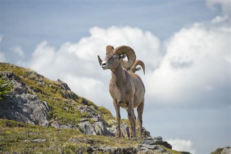 Spring Awakening: Wildlife Viewing in Yellowstone Country | Yellowstone Country, Montana