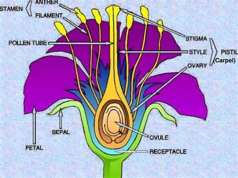 PPT - Growth and Development in Plants PowerPoint Presentation, free ...