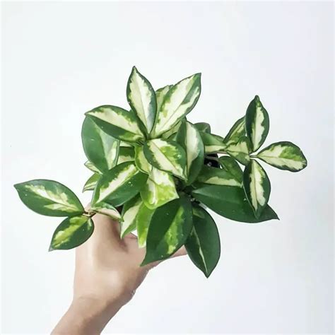 How To Care For A Hoya Krimson Princess (Hoya Carnosa) - Indoor Home Garden