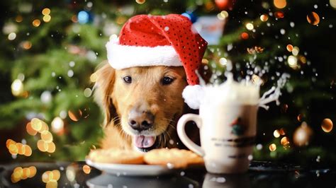 Christmas Dogs Wallpapers (51+ images)