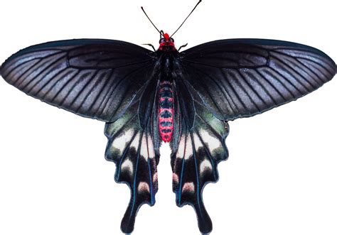 Black butterfly wings inspire solar cell design