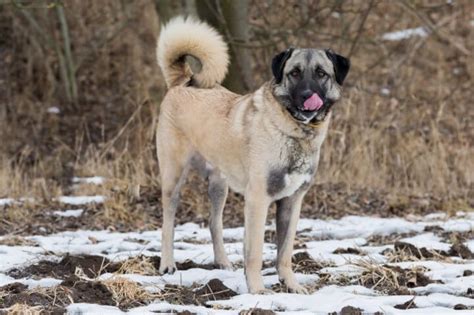 Anatolian Shepherd: Temperament, Price, Life Span, Weight