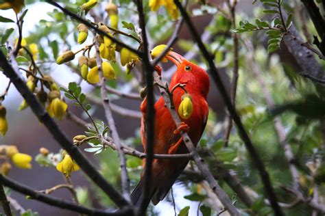 8 Extinct Hawaiian Birds - A-Z Animals