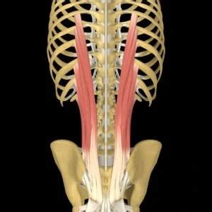 How to Get Rid of Iliocostalis Lumborum Pain - Custom Pilates and Yoga