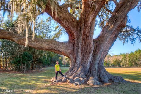 What is the largest oak tree? - Rankiing Wiki : Facts, Films, Séries, Animes Streaming ...