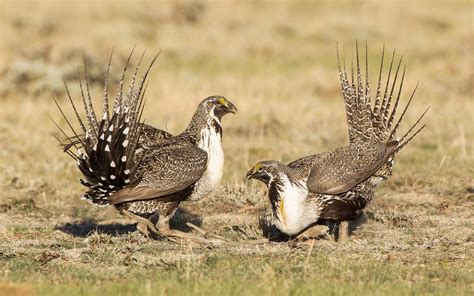 Meet 35 stunning images of Greater Sage-Grouse featuring pointed tail ...