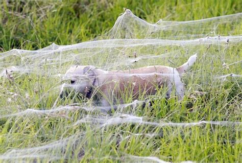 Spider Web Forest Is Beautiful And Terrifying | Wagga wagga, Spiders in australia, Natural phenomena