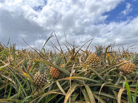 Maui Pineapple Farm Tour | ubicaciondepersonas.cdmx.gob.mx