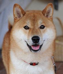 Shiba Inu - Wikipedia