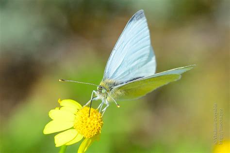 Photo #71485: Pieridae sp.