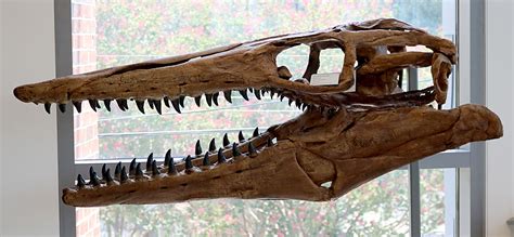 Louisville Fossils and Beyond: Tylosaurus proriger Mosasaur Fossil