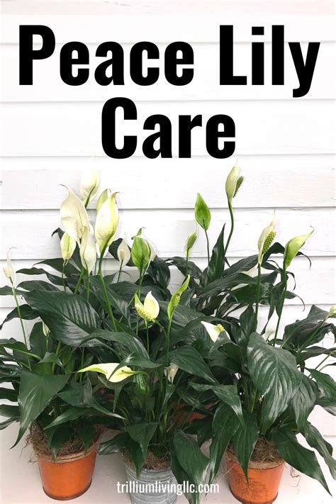 Peace Lily Care Tips for Growing Indoors - Trillium Living | Peace lily ...