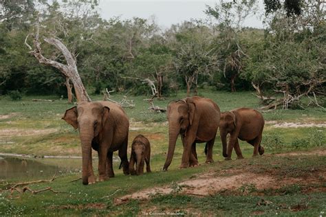 How to Visit Sri Lanka's Incredible Yala National Park | The Common ...