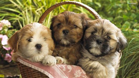 Shih Tzu Puppies Wallpapers - Wallpaper Cave