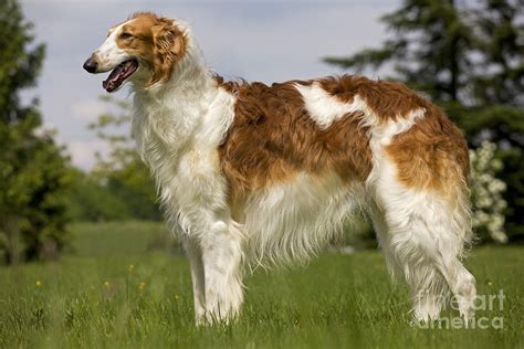 Borzoi Or Russian Wolfhound Photograph by Jean-Michel Labat - Fine Art ...