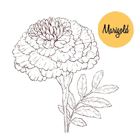 Update 78+ sketch of marigold flower latest - seven.edu.vn