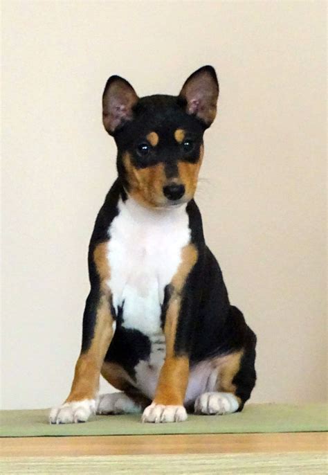 Basenji Puppies For Sale | Euro Puppy | Basenji puppy, Puppies, Dogs ...