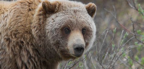 Grizzly Bears to be placed BACK on Endangered Species List