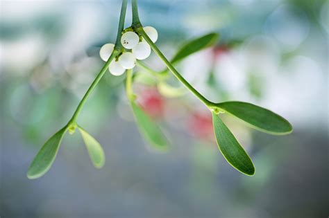Mistletoe Toxicity - Is Mistletoe Really Poisonous?