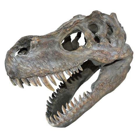 T-Rex Replica Skull 39.5cm - Finest Fossils