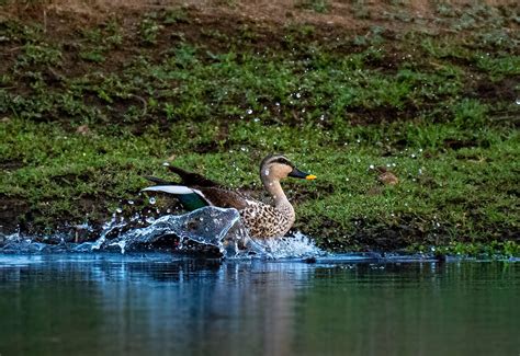 Duck Splashing Water · Free Stock Photo