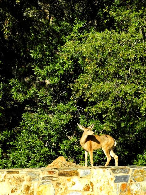 Visit Sequoia National Park? Read this Guide First - A Wandering Web