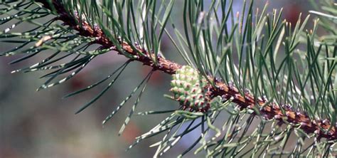 Lodgepole Pine (Pinus contorta subsp. Latifolia) - LAM Tree Service