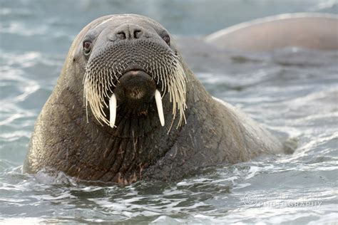 Arctic Wildlife – Ramdas Iyer Photography