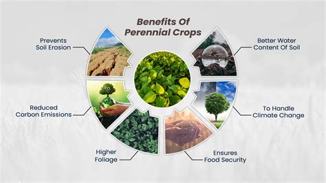 Perennial Crops Farming - Know Benefits, Importance And Types