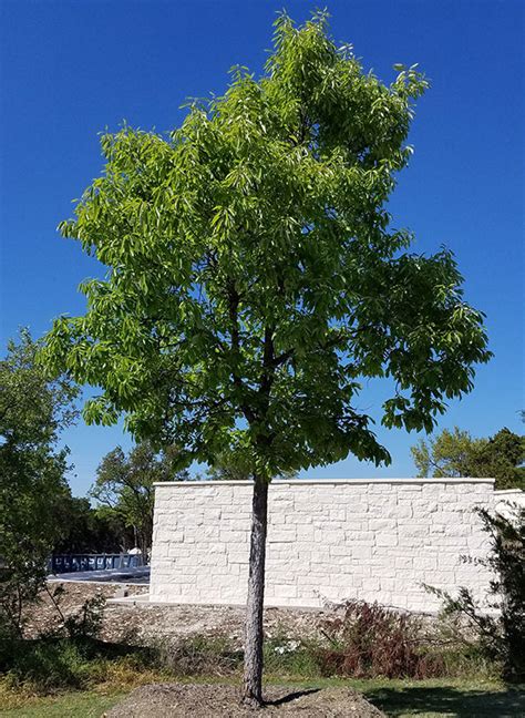 Chinquapin Oak (Quercus muehlenbergii) – Leander Area Wholesale Nursery Supply