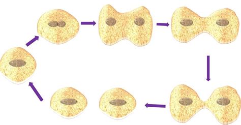 Mitotic Cell Division- Diagram, Definition and Process - Biology Brain