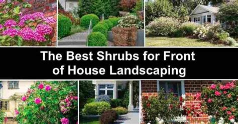 The Best 46 Shrubs for Front of House Landscaping (With Pictures)