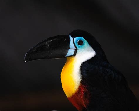 Channel-billed Toucan – Hope Zoo