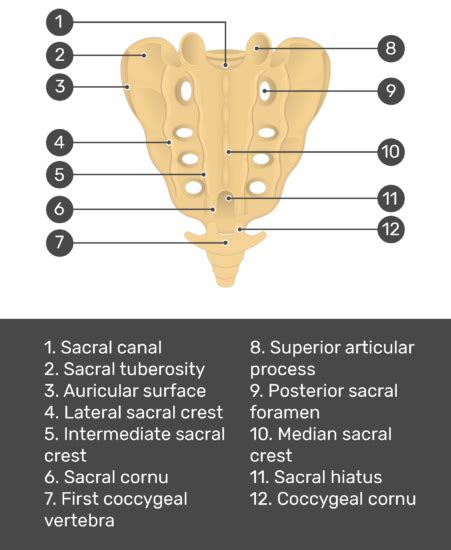 Test yourself image for the posterior view of the sacrum showing answers: Sacral canal, sacral ...