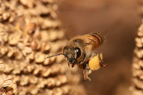 Honey bee - Wikipedia