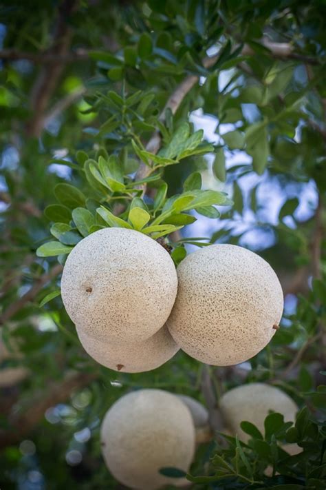 How to Grow Kabit Fruit | Growing Wood Apple • India Gardening