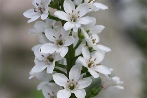 Lysimachia clethroides