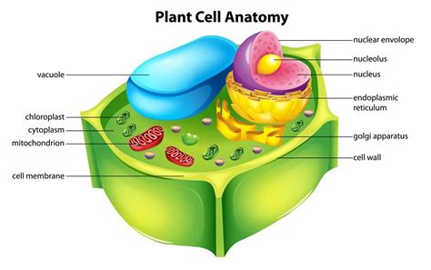 Do Plant Cells Have A Nucleus | OnePronic