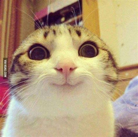 Gato sorrindo | Funny cat pictures, Cute animal memes, Funny animal ...