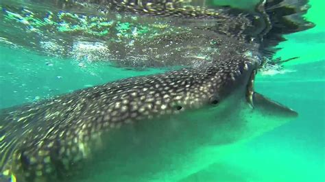 Oslob, Cebu - Snorkeling with Whalesharks - YouTube