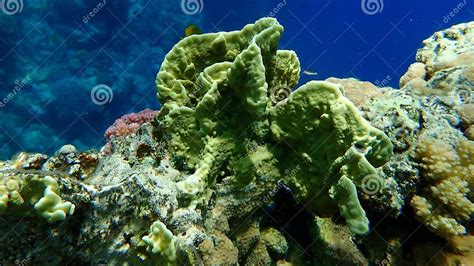 Sheet Fire Coral or Blade Fire Coral, Plate Fire Coral (Millepora Platyphylla) Undersea, Red Sea ...