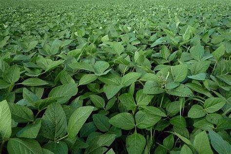 Soybean Farming Information Detailed Guide | Agri Farming