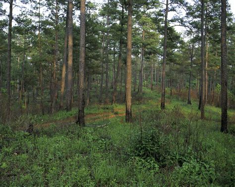 Arkansas State Symbols: Pine Tree | Warm season grass, Tree, Forest resources