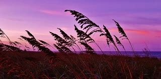 Evening Sea Oats Scene 2016 | This is a picture of some sea … | Flickr