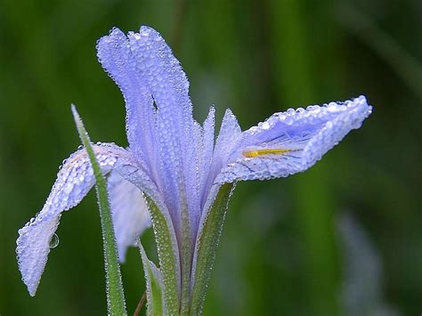 Free picture: dew, flowers