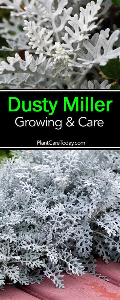 Dusty Miller Plant: How To Grow and Care For Senecio Cineraria