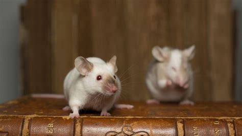 Mice in Attic | How to Get Rid of Them? - Pest Samurai