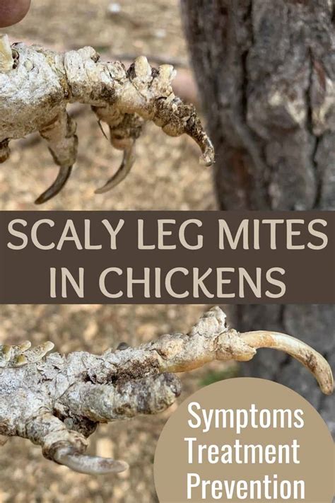 Scaly Leg Mites In Chickens: Symptoms, Treatment, And Prevention