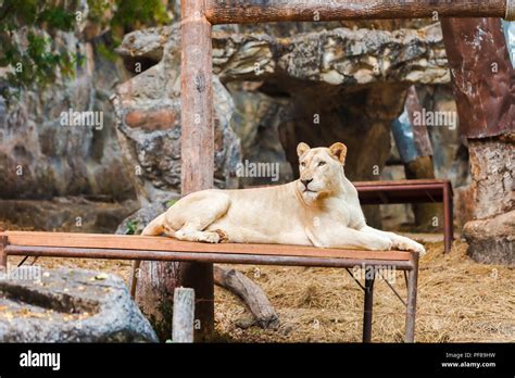 Tiger Kingdom Chiang Mai Stock Photo - Alamy