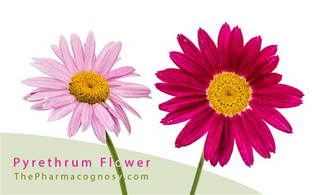 Pyrethrum Flower: Uses, Botanical and Geographical Source, Characters